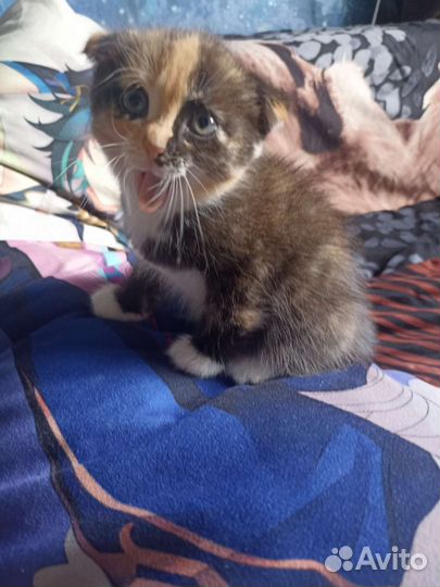 Вислоухий котенок