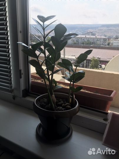 Замиокулькас