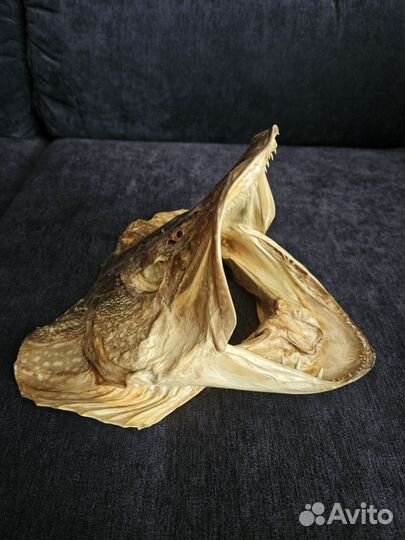 Голова щуки