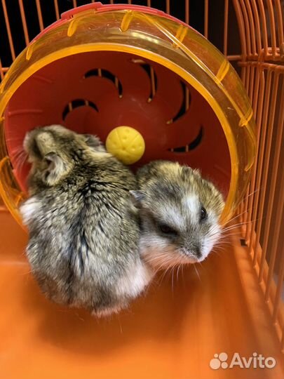 Джунгарский хомяк