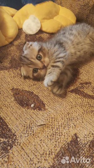 Шотландская вислоухая (табби)