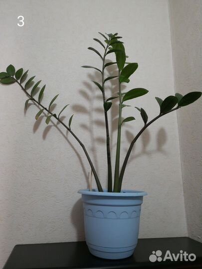 Замиокулькас