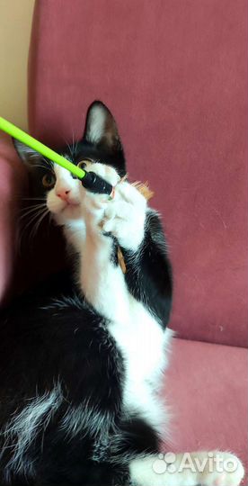 Весёлая котёнок из приюта. Доставка. Обработана