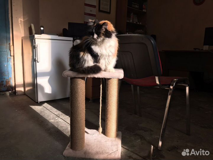 Когтеточка