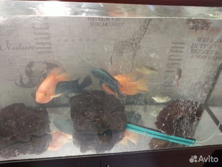 Аквариум с тумбой200 литров