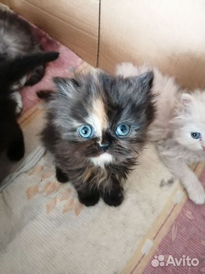 Персидские котята