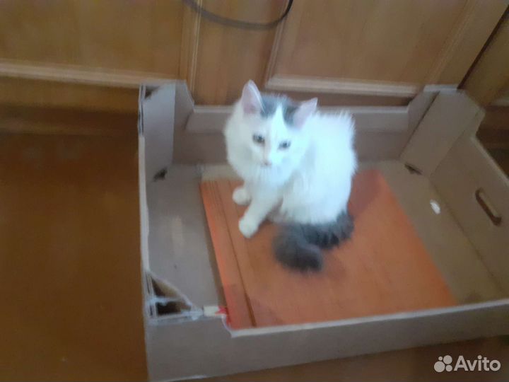 Сибирская кошка бесплатно