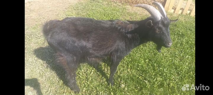 Козёл и козы