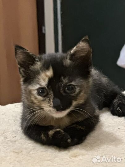 Британские котята