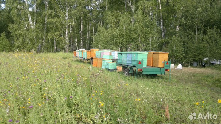 Мёд Маточное молочко Перга Прополис