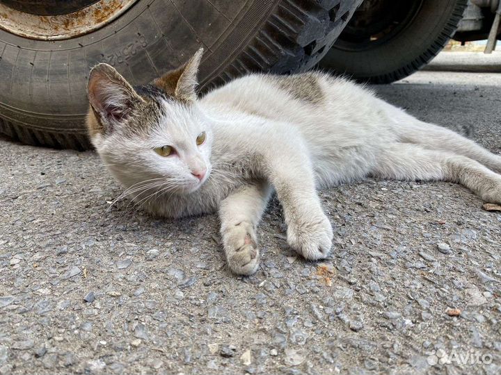 Кошка в дар