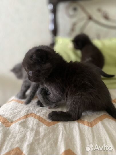 Котята