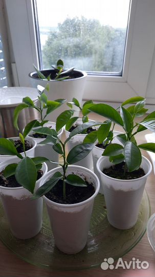 Мандариновые деревьеца