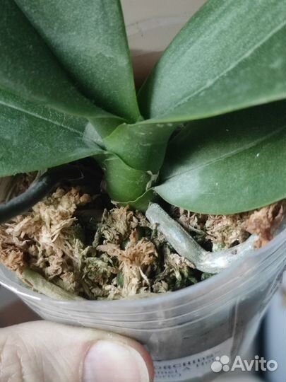 Орхидея фаленопсис бабочка