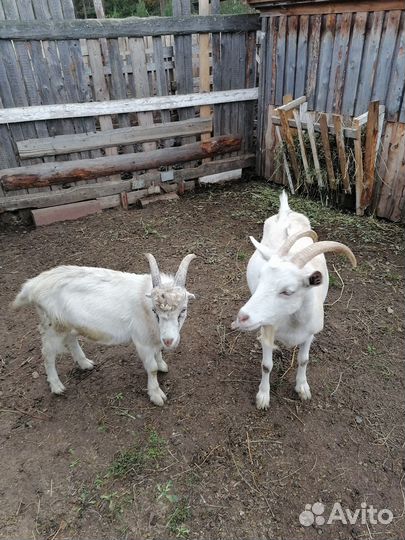 Продам козу и козла