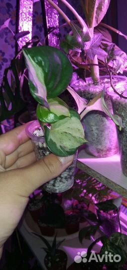 Эпипремнум марбл эпл