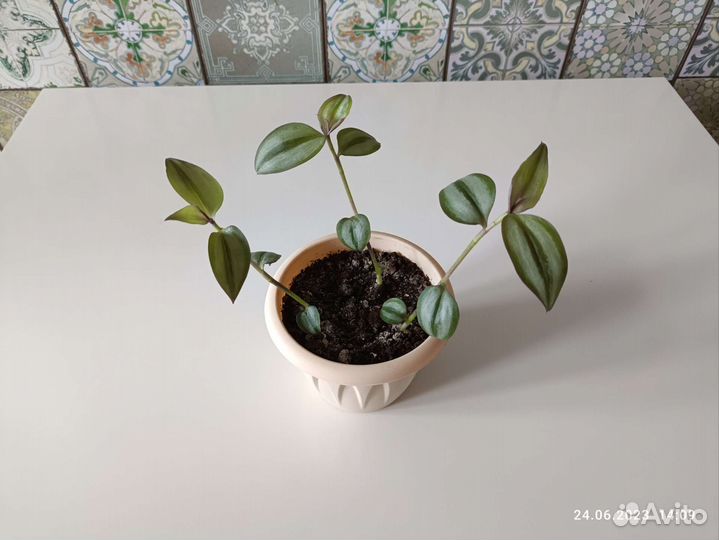 Традесканция Зебрина