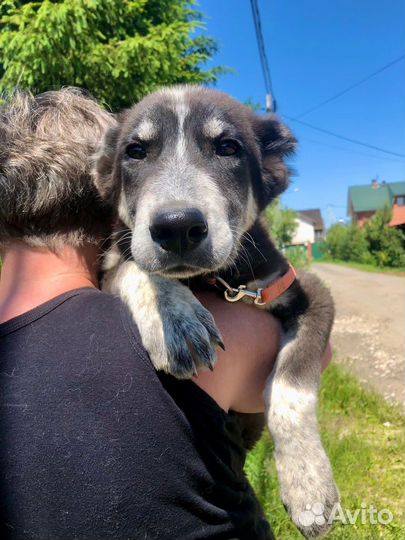 Щенок мальчик Барон 4,5 мес ищет дом