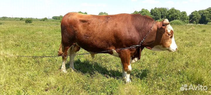 Продам быка