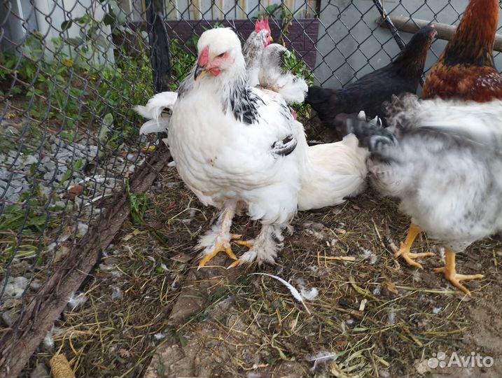 Куры и петухи брама