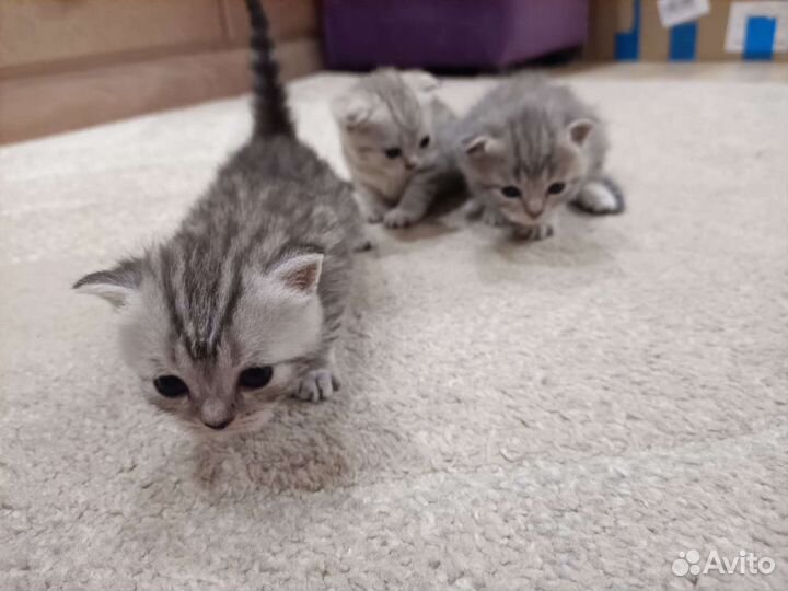 Шотландские котята