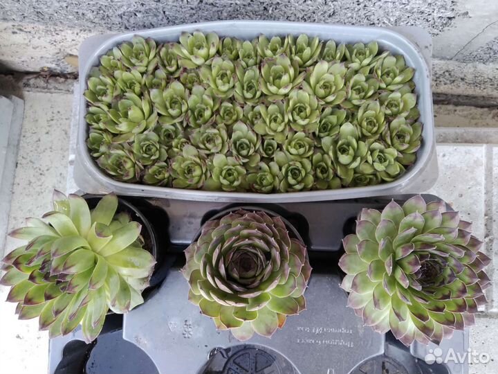 Молодило каменная роза почвопокровное многолетние