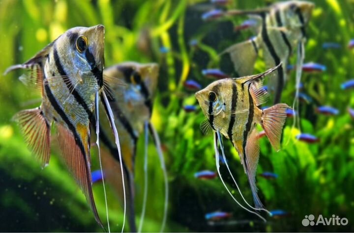 Скалярии в ассортименте в магазине м Беляево