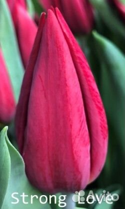 Срезка тюльпанов к 8