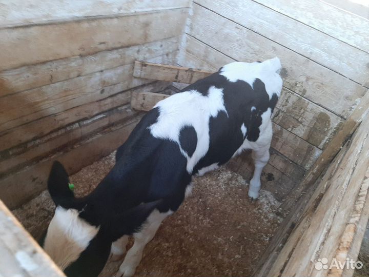 Телята, бычки