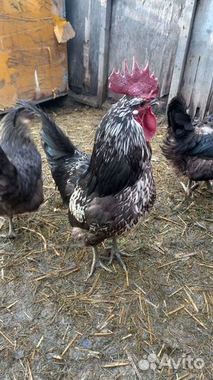 Куры: петух и несушка, лакеданзи продам