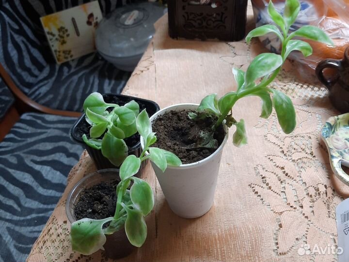 Аптения ампельная