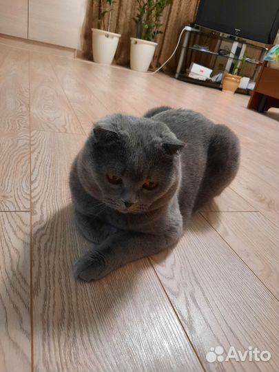 Шотландская кошка в дар