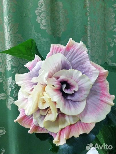 Прививка гибискуса LUV Cure For Ellness