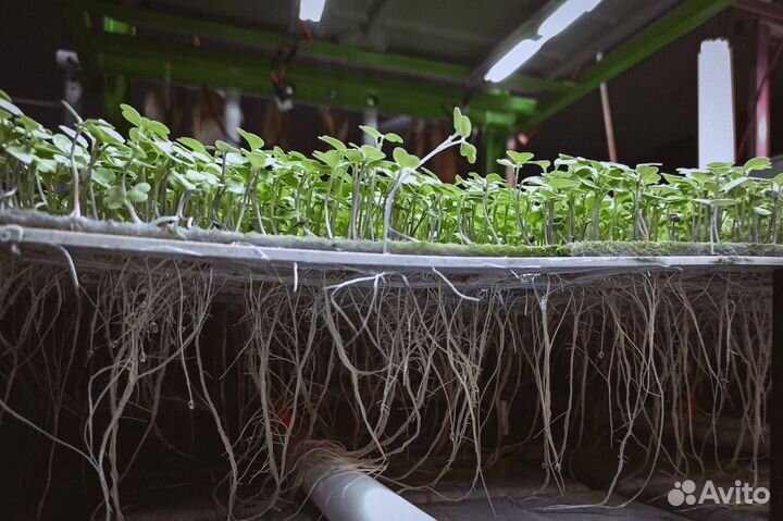 Помогаю запустить и автоматизировать ситиферму