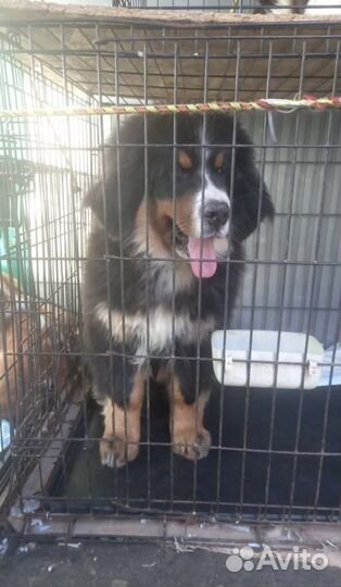 Транспортные услуги перевозки