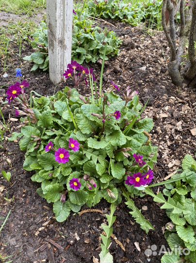 Примула, Хоста