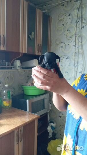 Продам щенков той терьер. (две девочки)