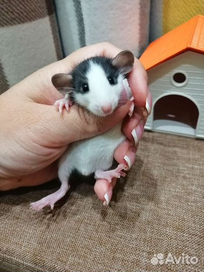 Крысята крыски Дамбо хаски