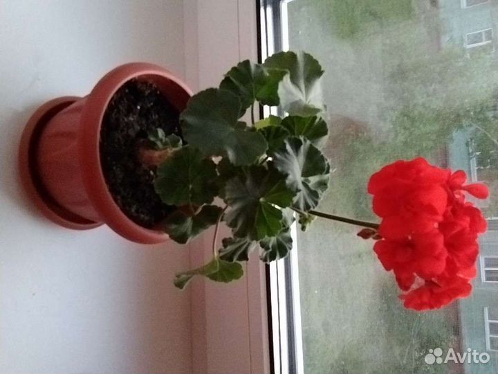 Пеларгония герань сортовая