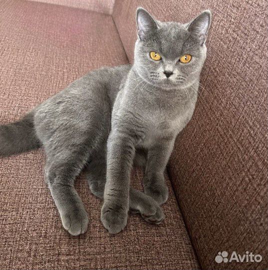 Британская кошка