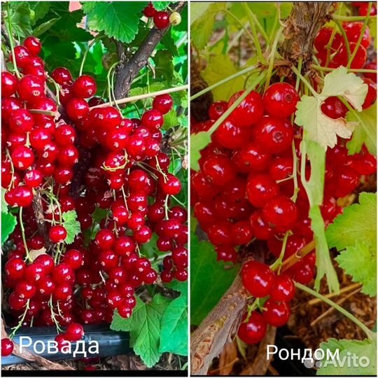 Саженцы Смородины зкс