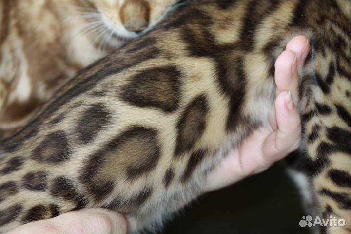 Кошечка шоу класса