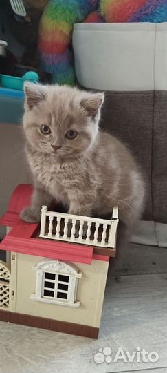 Британская