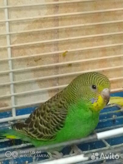 Птенцы волнистого попугая, склонные к разговору