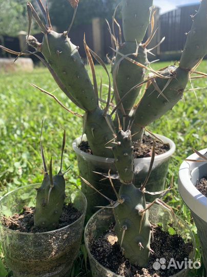 Кактус Тефрокактус членистый