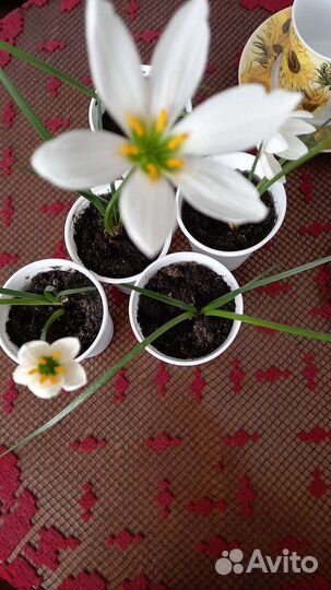 Зефирантес белый - выскочка 3 за 100 р