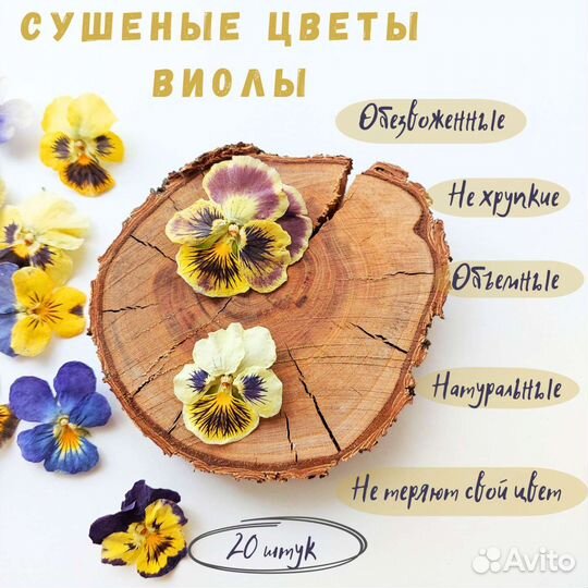 Сушеные цветы виолы, цветы для декора