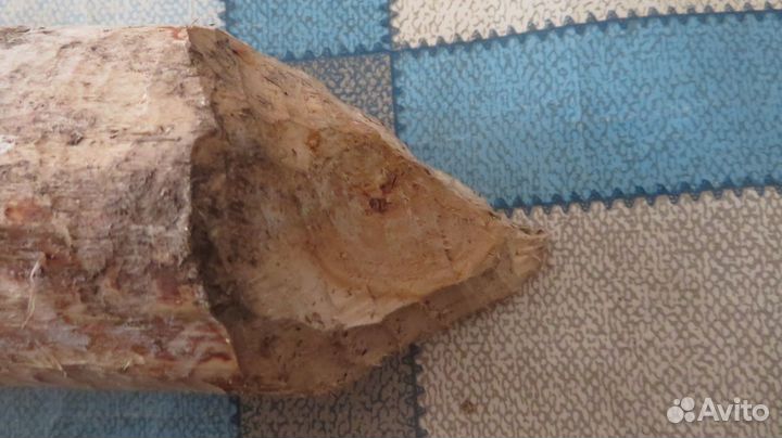 Дерево погрызанное бобром