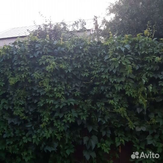 Девичий, дикий виноград