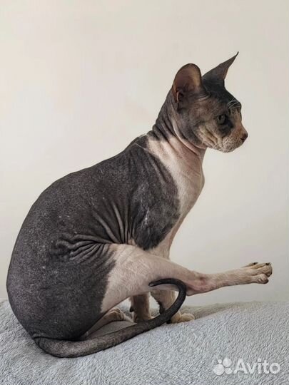 Кот сфинкс в добрые руки